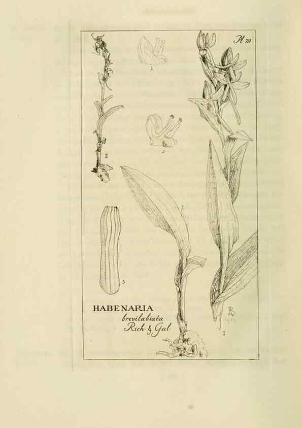 Reproducción/Reproduction 48871088352: Orchidaceae:. Boston,Houghton, Mifflin,1905-22.. 