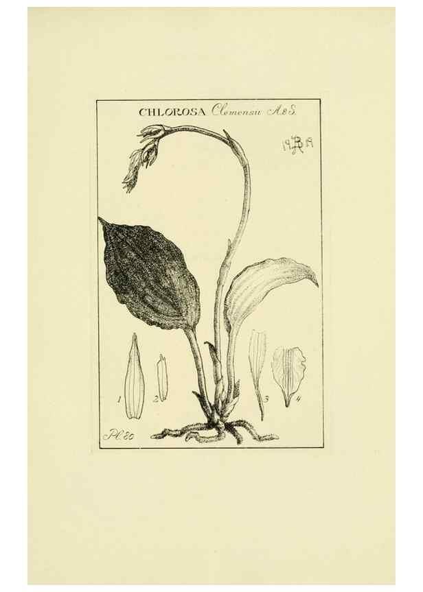 Reproducción/Reproduction 48870865293: Orchidaceae:. Boston,Houghton, Mifflin,1905-22.. 