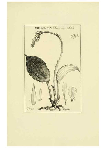 Reproducción/Reproduction 48870865293: Orchidaceae:. Boston,Houghton, Mifflin,1905-22.. 