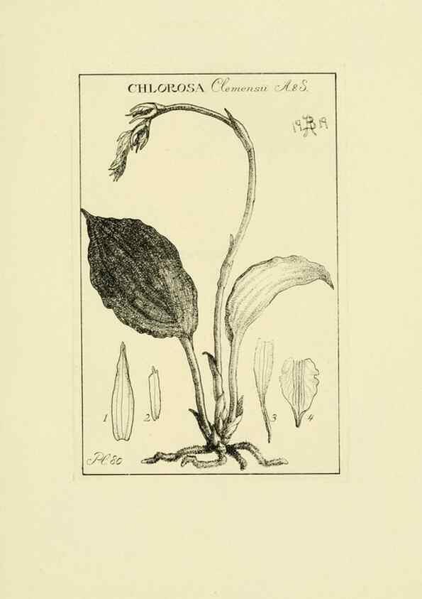 Reproducción/Reproduction 48870865293: Orchidaceae:. Boston,Houghton, Mifflin,1905-22.. 