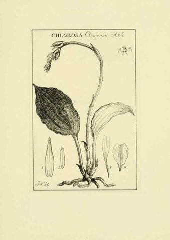 Reproducción/Reproduction 48870865293: Orchidaceae:. Boston,Houghton, Mifflin,1905-22.. 