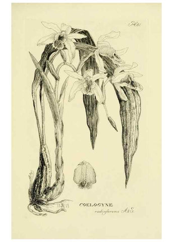 Reproducción/Reproduction 48871392076: Orchidaceae:. Boston,Houghton, Mifflin,1905-22.. 