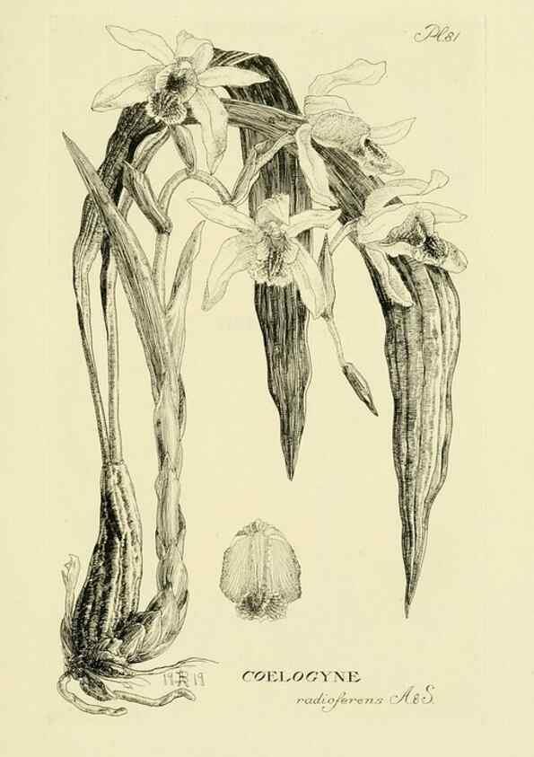Reproducción/Reproduction 48871392076: Orchidaceae:. Boston,Houghton, Mifflin,1905-22.. 