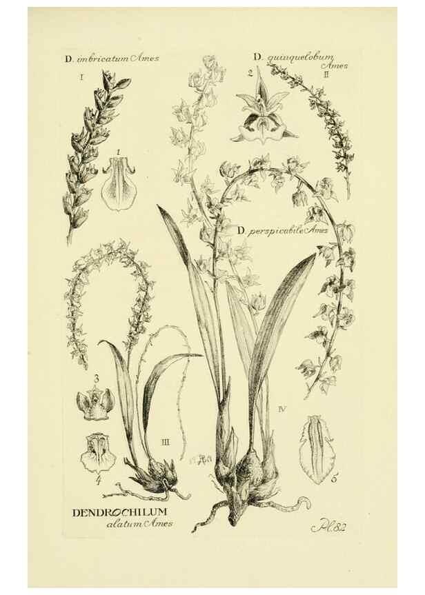 Reproducción/Reproduction 48871392396: Orchidaceae:. Boston,Houghton, Mifflin,1905-22.. 
