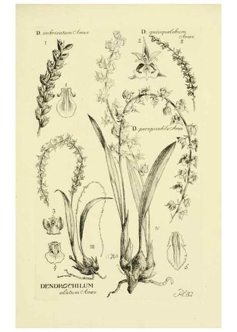 Reproducción/Reproduction 48871392396: Orchidaceae:. Boston,Houghton, Mifflin,1905-22.. 