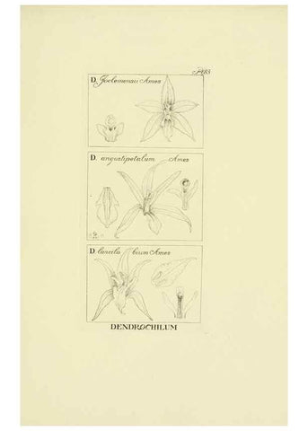 Reproducción/Reproduction 48871588212: Orchidaceae:. Boston,Houghton, Mifflin,1905-22.. 