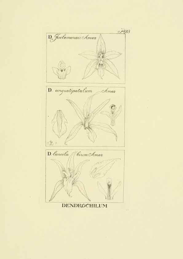 Reproducción/Reproduction 48871588212: Orchidaceae:. Boston,Houghton, Mifflin,1905-22.. 