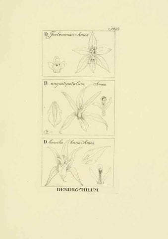 Reproducción/Reproduction 48871588212: Orchidaceae:. Boston,Houghton, Mifflin,1905-22.. 