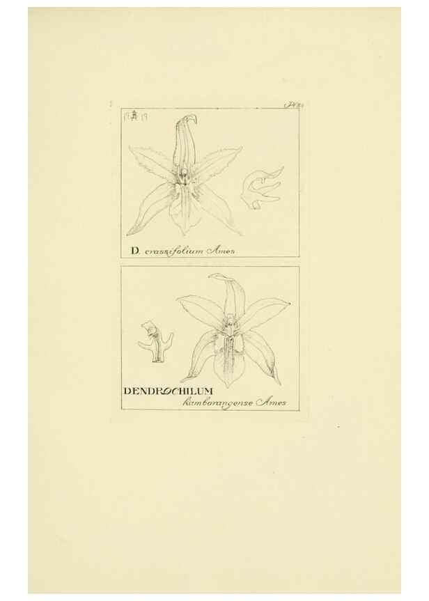 Reproducción/Reproduction 48871393196: Orchidaceae:. Boston,Houghton, Mifflin,1905-22.. 