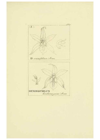 Reproducción/Reproduction 48871393196: Orchidaceae:. Boston,Houghton, Mifflin,1905-22.. 