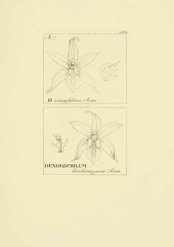 Reproducción/Reproduction 48871393196: Orchidaceae:. Boston,Houghton, Mifflin,1905-22.. 