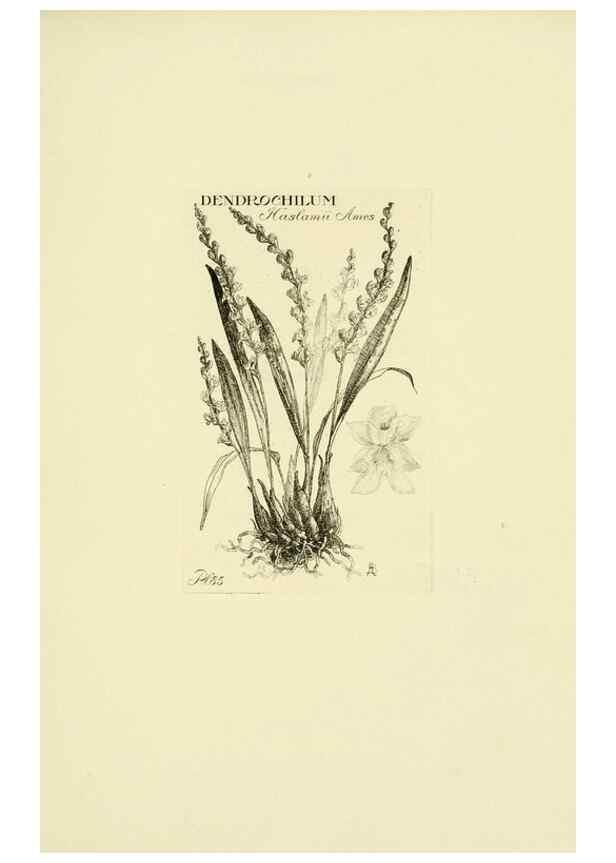 Reproducción/Reproduction 48871588797: Orchidaceae:. Boston,Houghton, Mifflin,1905-22.. 
