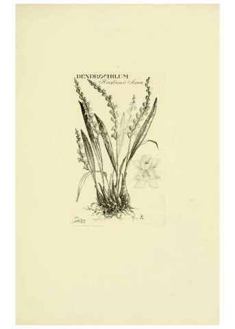 Reproducción/Reproduction 48871588797: Orchidaceae:. Boston,Houghton, Mifflin,1905-22.. 