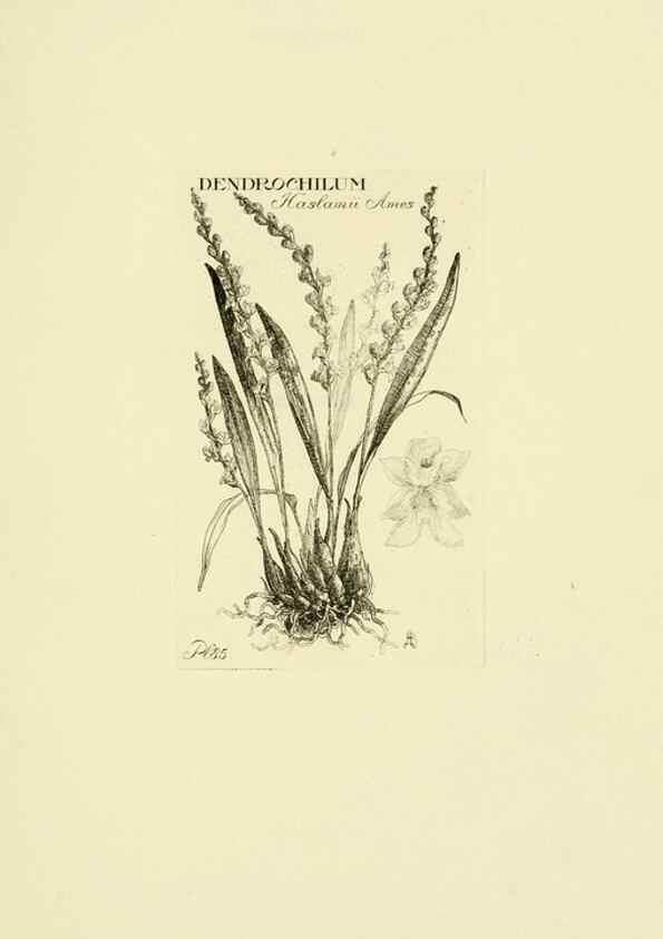 Reproducción/Reproduction 48871588797: Orchidaceae:. Boston,Houghton, Mifflin,1905-22.. 