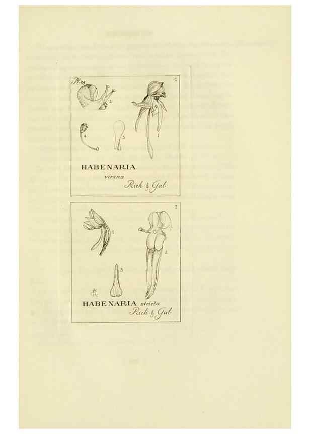 Reproducción/Reproduction 48870894051: Orchidaceae:. Boston,Houghton, Mifflin,1905-22.. 