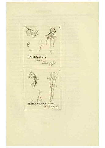 Reproducción/Reproduction 48870894051: Orchidaceae:. Boston,Houghton, Mifflin,1905-22.. 