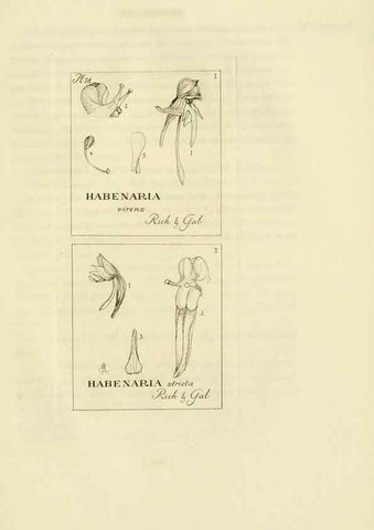 Reproducción/Reproduction 48870894051: Orchidaceae:. Boston,Houghton, Mifflin,1905-22.. 