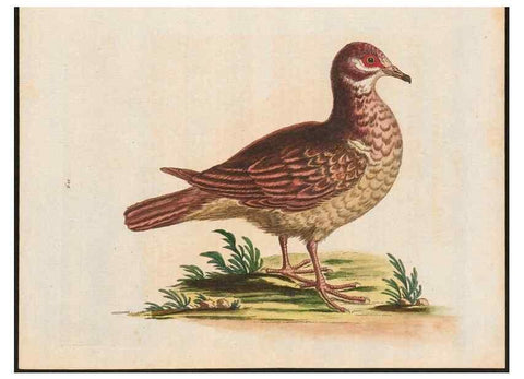 Reproducción/Reproduction 48858622301: A natural history of uncommon birds :. London :Printed for the author, at the College of Physicians in Warwick-Lane,1743-1751.. 