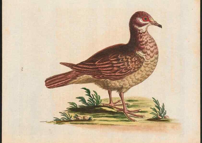 Reproducción/Reproduction 48858622301: A natural history of uncommon birds :. London :Printed for the author, at the College of Physicians in Warwick-Lane,1743-1751.. 