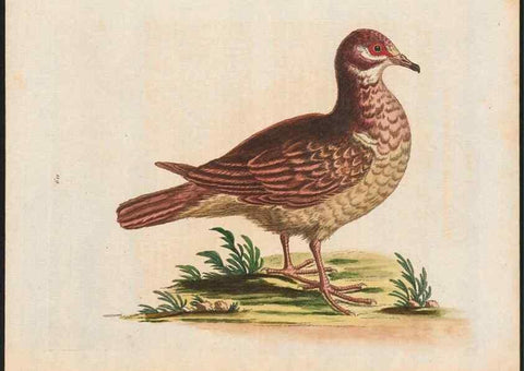 Reproducción/Reproduction 48858622301: A natural history of uncommon birds :. London :Printed for the author, at the College of Physicians in Warwick-Lane,1743-1751.. 