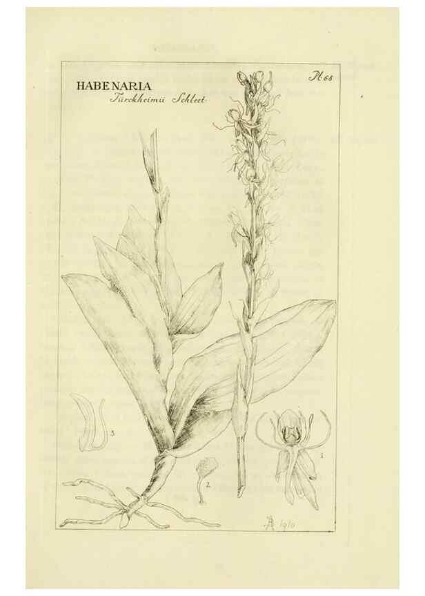Reproducción/Reproduction 48870890696: Orchidaceae:. Boston,Houghton, Mifflin,1905-22.. 