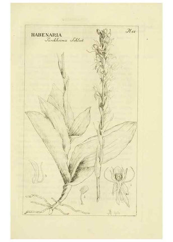 Reproducción/Reproduction 48870890696: Orchidaceae:. Boston,Houghton, Mifflin,1905-22.. 