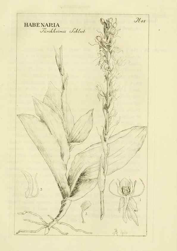 Reproducción/Reproduction 48870890696: Orchidaceae:. Boston,Houghton, Mifflin,1905-22.. 