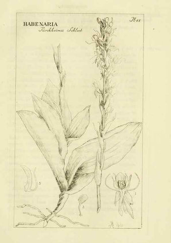 Reproducción/Reproduction 48870890696: Orchidaceae:. Boston,Houghton, Mifflin,1905-22.. 