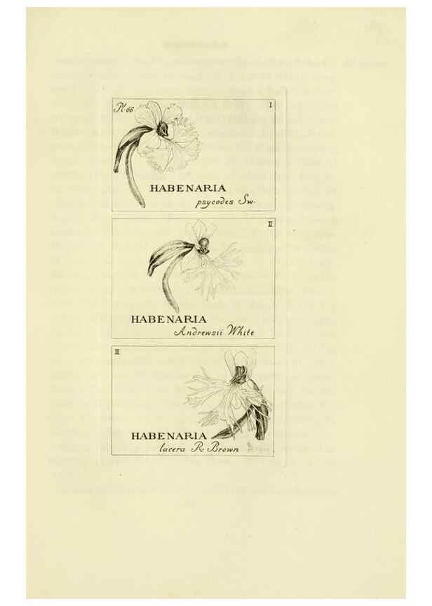 Reproducción/Reproduction 48870889951: Orchidaceae:. Boston,Houghton, Mifflin,1905-22.. 