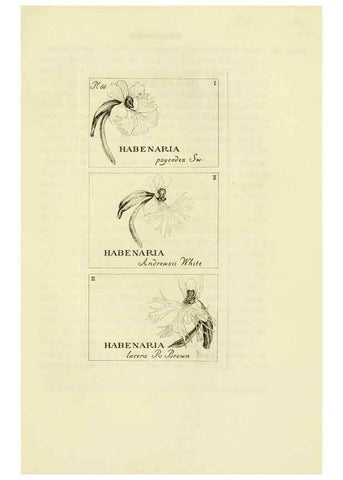 Reproducción/Reproduction 48870889951: Orchidaceae:. Boston,Houghton, Mifflin,1905-22.. 