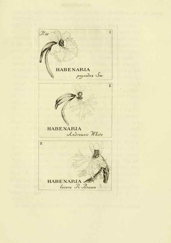 Reproducción/Reproduction 48870889951: Orchidaceae:. Boston,Houghton, Mifflin,1905-22.. 