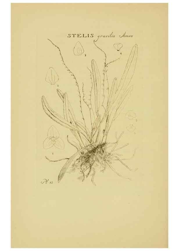 Reproducción/Reproduction 48870582201: Orchidaceae:. Boston,Houghton, Mifflin,1905-22.. 