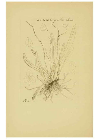 Reproducción/Reproduction 48870582201: Orchidaceae:. Boston,Houghton, Mifflin,1905-22.. 