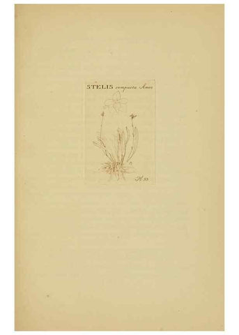 Reproducción/Reproduction 48870774437: Orchidaceae:. Boston,Houghton, Mifflin,1905-22.. 