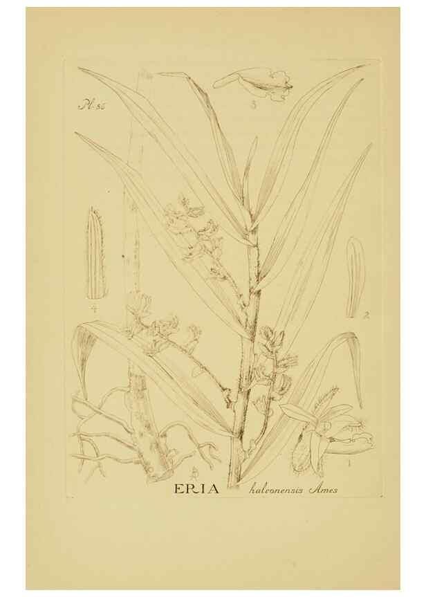 Reproducción/Reproduction 48870775727: Orchidaceae:. Boston,Houghton, Mifflin,1905-22.. 