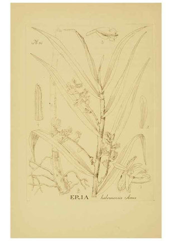 Reproducción/Reproduction 48870775727: Orchidaceae:. Boston,Houghton, Mifflin,1905-22.. 
