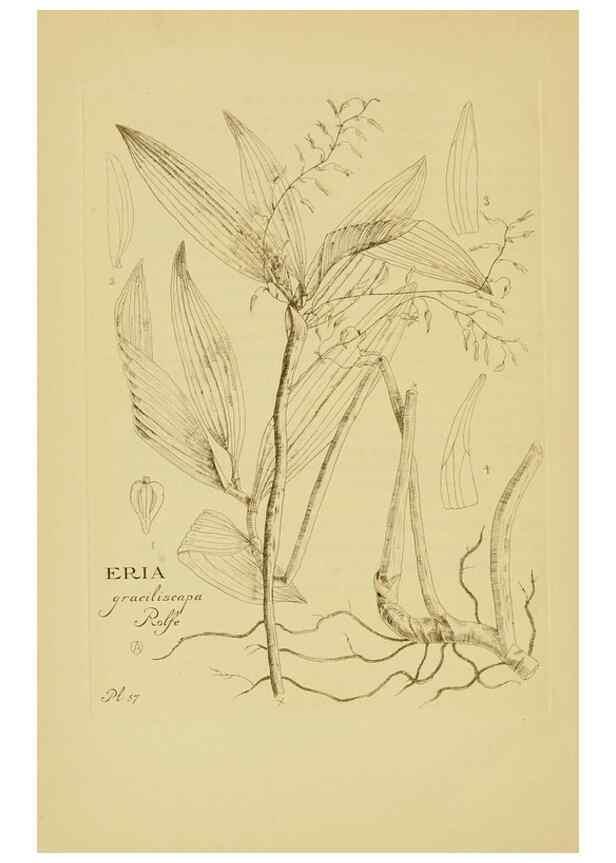 Reproducción/Reproduction 48870584101: Orchidaceae:. Boston,Houghton, Mifflin,1905-22.. 