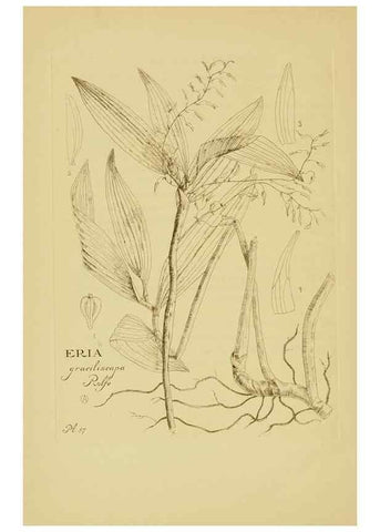 Reproducción/Reproduction 48870584101: Orchidaceae:. Boston,Houghton, Mifflin,1905-22.. 