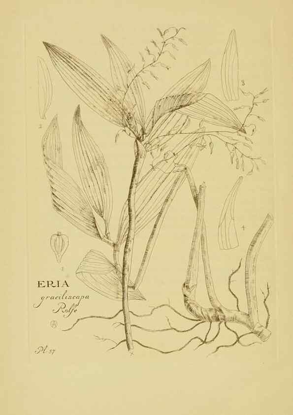 Reproducción/Reproduction 48870584101: Orchidaceae:. Boston,Houghton, Mifflin,1905-22.. 