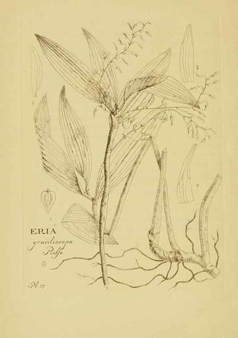 Reproducción/Reproduction 48870584101: Orchidaceae:. Boston,Houghton, Mifflin,1905-22.. 