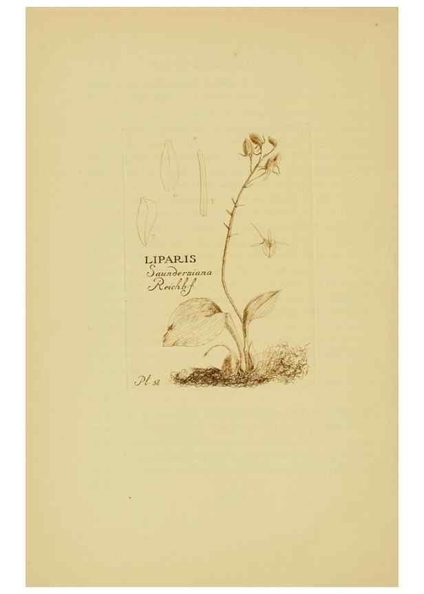 Reproducción/Reproduction 48870776522: Orchidaceae:. Boston,Houghton, Mifflin,1905-22.. 