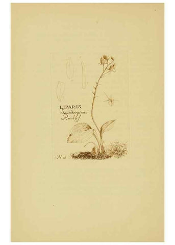 Reproducción/Reproduction 48870776522: Orchidaceae:. Boston,Houghton, Mifflin,1905-22.. 