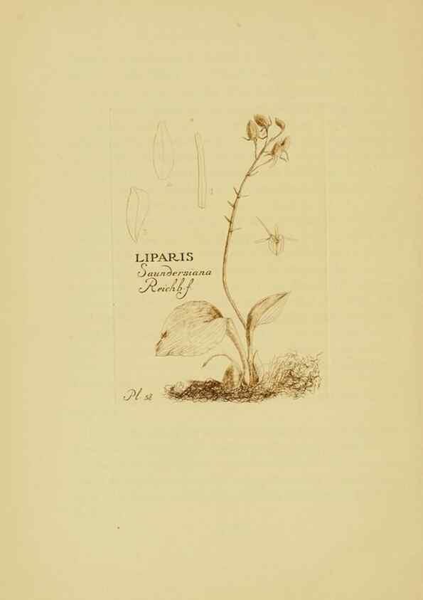 Reproducción/Reproduction 48870776522: Orchidaceae:. Boston,Houghton, Mifflin,1905-22.. 