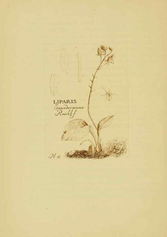 Reproducción/Reproduction 48870776522: Orchidaceae:. Boston,Houghton, Mifflin,1905-22.. 