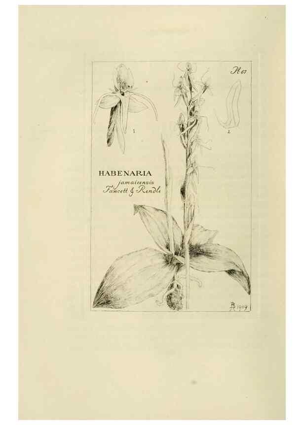 Reproducción/Reproduction 48870890366: Orchidaceae:. Boston,Houghton, Mifflin,1905-22.. 
