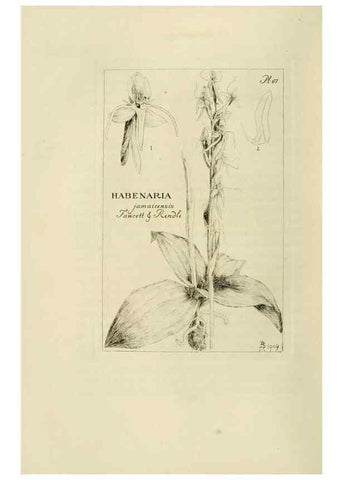 Reproducción/Reproduction 48870890366: Orchidaceae:. Boston,Houghton, Mifflin,1905-22.. 
