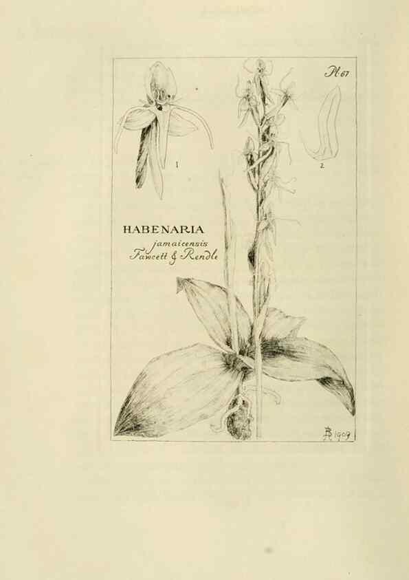 Reproducción/Reproduction 48870890366: Orchidaceae:. Boston,Houghton, Mifflin,1905-22.. 