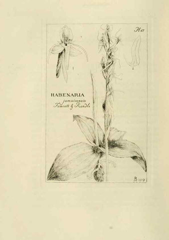 Reproducción/Reproduction 48870890366: Orchidaceae:. Boston,Houghton, Mifflin,1905-22.. 