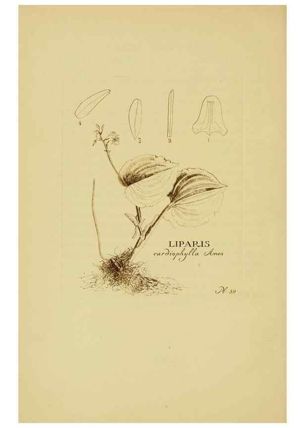 Reproducción/Reproduction 48870776887: Orchidaceae:. Boston,Houghton, Mifflin,1905-22.. 
