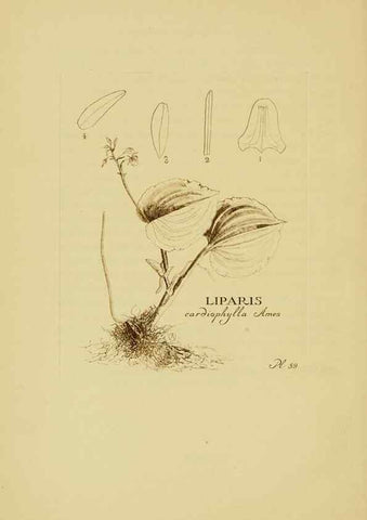 Reproducción/Reproduction 48870776887: Orchidaceae:. Boston,Houghton, Mifflin,1905-22.. 